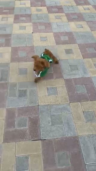 Teacup Poodle in Sharjah