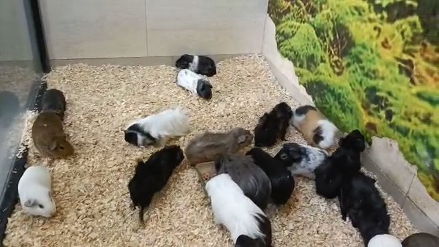 guinea pig in Dubai