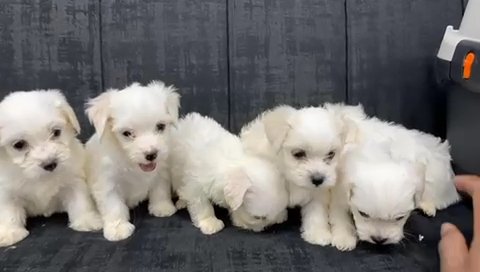 Mini Maltese Puppies in Dubai