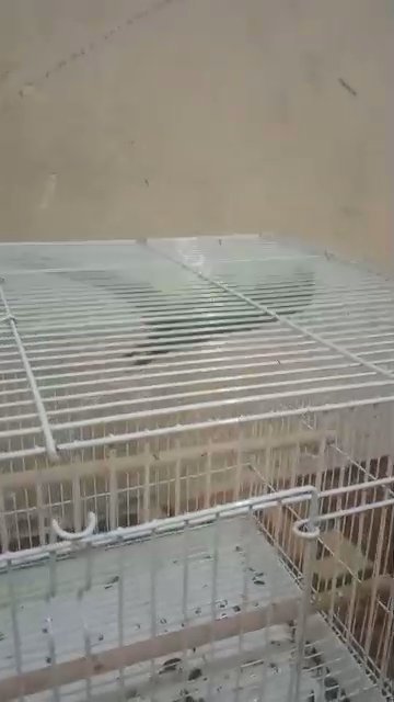 green parrot for sale age 2 to 3 year's in jumbo size good for breeding in Dubai