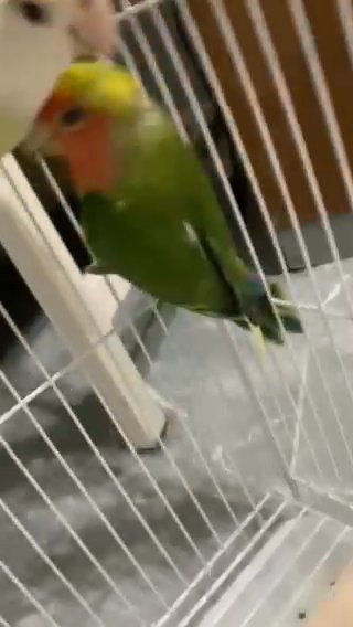 Lovebirds Breeder Pair For Sale With Cage Healthy And Active Birds in Dubai
