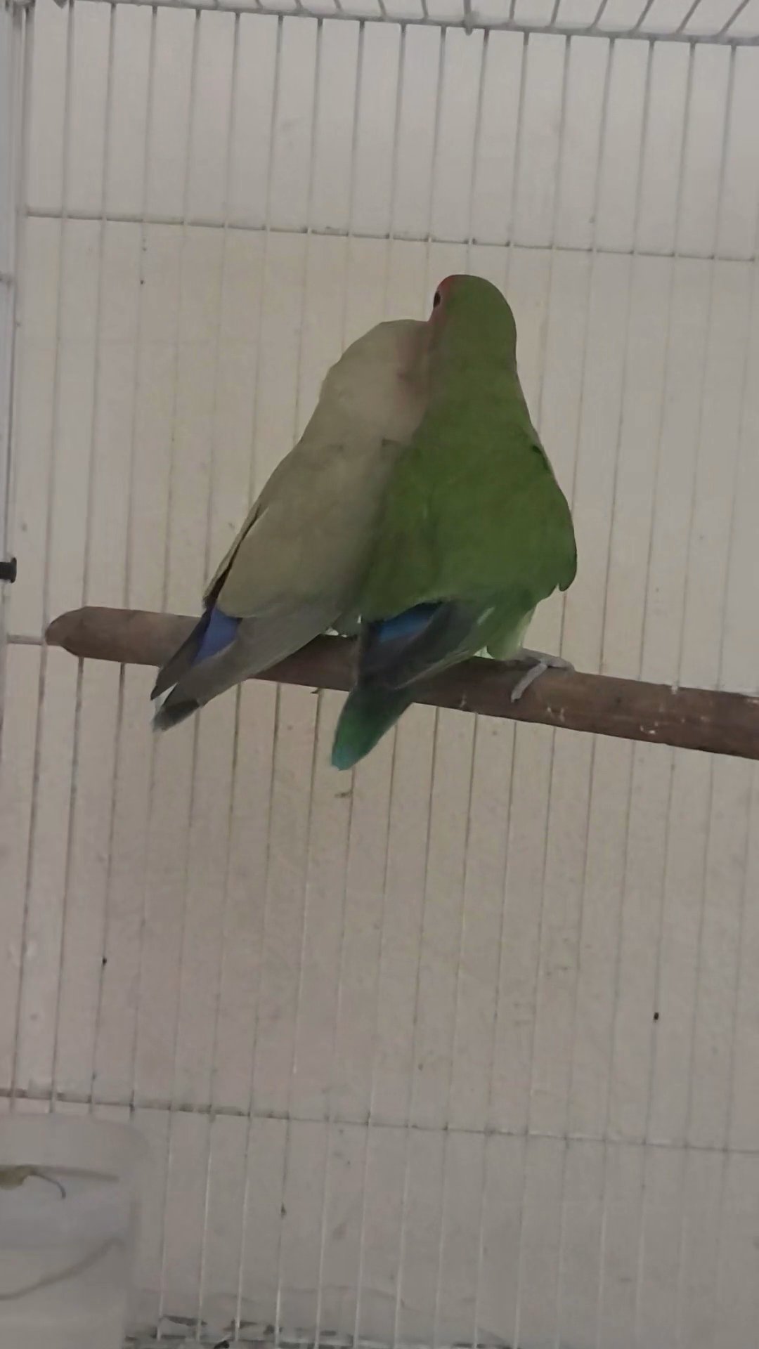 lovebird breeder pair in Dubai