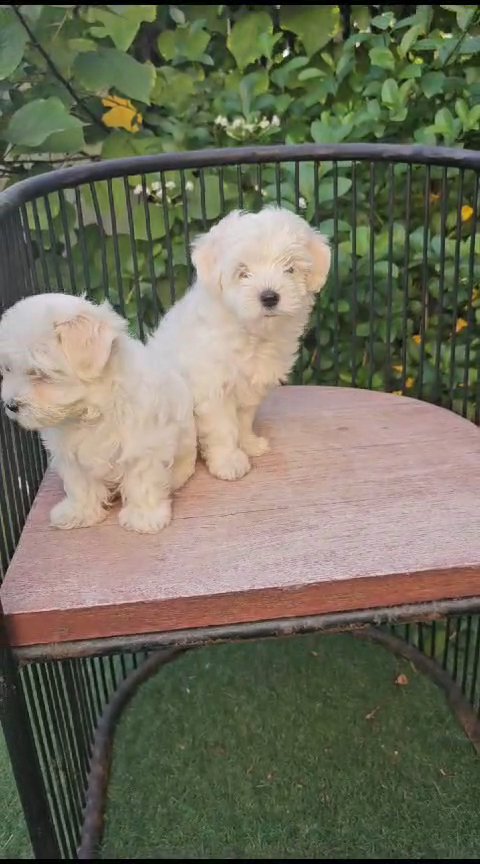 Maltese Puppies 🐶 in Dubai