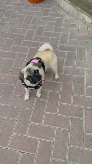 pug dog for sale in Dubai