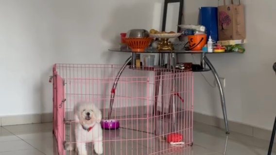 Toy Poodle White Male Available For Mate in Dubai