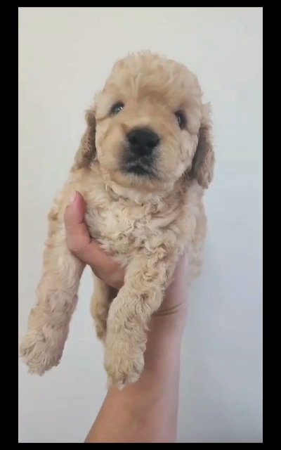 🥰 Mini Poodle Puppies 🐩 in Dubai