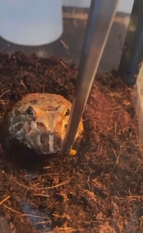 Big Pac-Man Frog Age 1 Year in Dubai