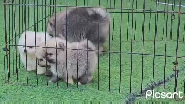 Teacup Pomeranian (Showline) in Dubai