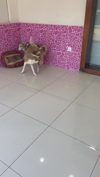 Bordor Collie in Dubai