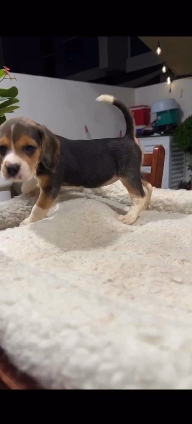 Beagle Puppy Available 🐶 in Dubai