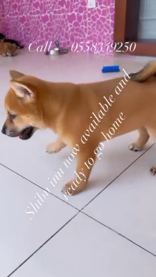 Shiba Innu Male And Female in Dubai