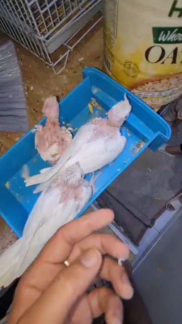 أبوظبي بني ياس in Abu Dhabi