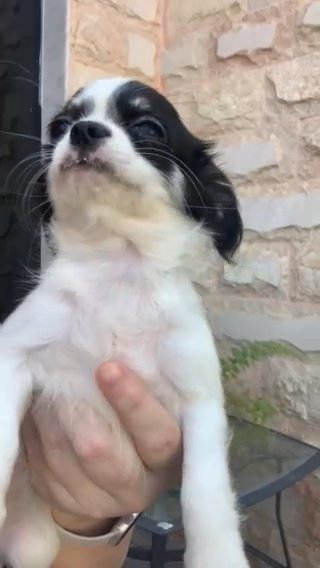 Fluffy Chihuahua in Fujairah