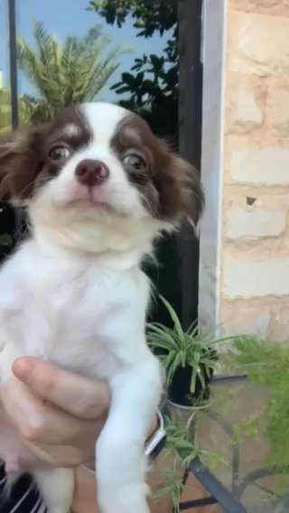 Fluffy Chihuahua Male 💙 in Fujairah