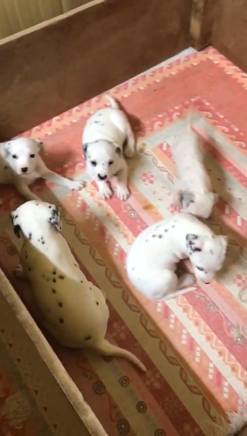 quality dalmatian puppies in Abu Dhabi