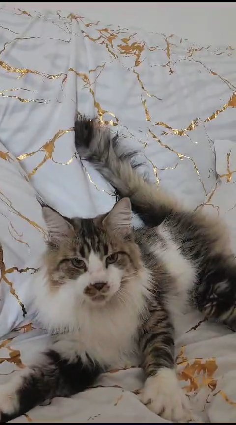 Sterilized large size Maine coon, with pedigree in Dubai