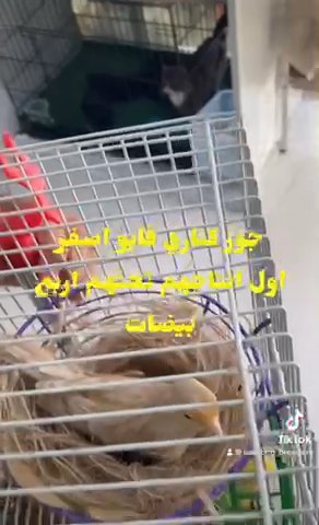 Breeding Canary pair , unique color in Ajman