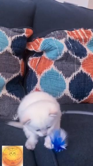 Top Quality with pedigree : golden shorthair in Abu Dhabi