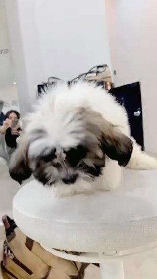 Cutest Teacup Havatzu Puppies 🥰 in RAK City