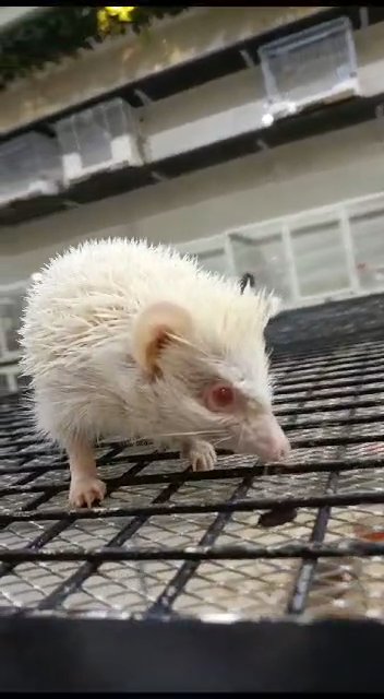 albino hedgehog 🦔 in Dubai