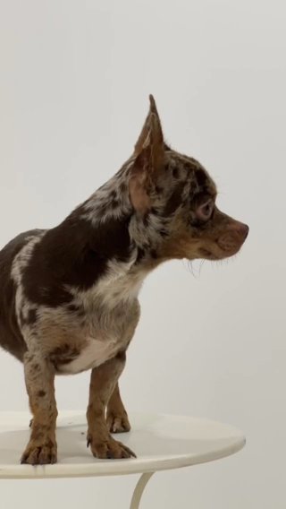 Male Chihuahua dog Marley for mating in Al Ain