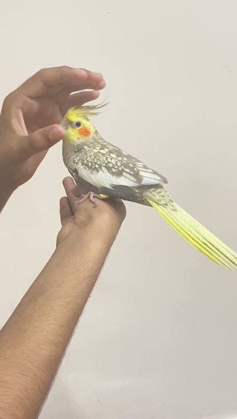 fully tamed cockatiel no bitting female 6 years old health and active in Dubai