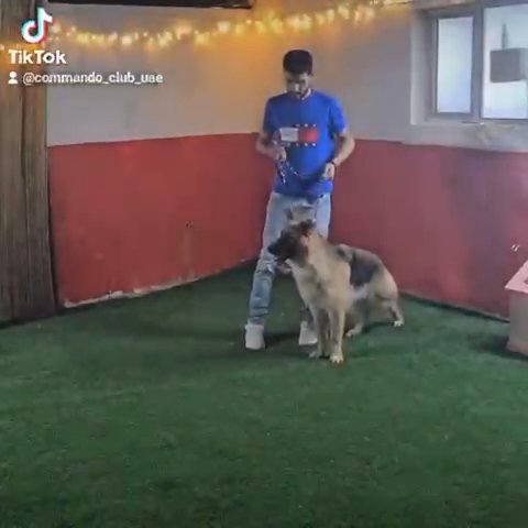 Training Dog in Ajman