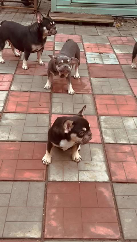 French Bulldog for mating in Dubai