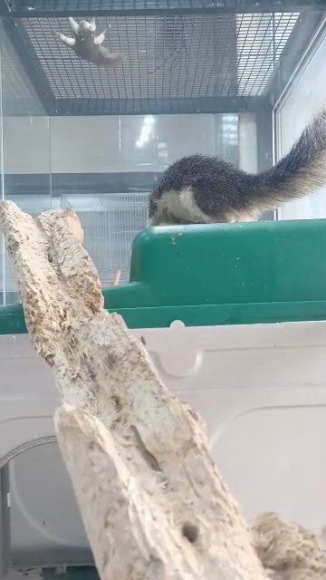 thai squirrel 🐿️ in Dubai