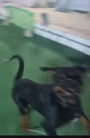 Rottweiler For Meeting in Ajman