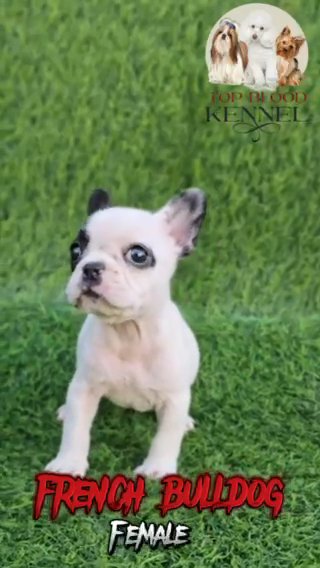 french bulldog Female High quality in Dubai