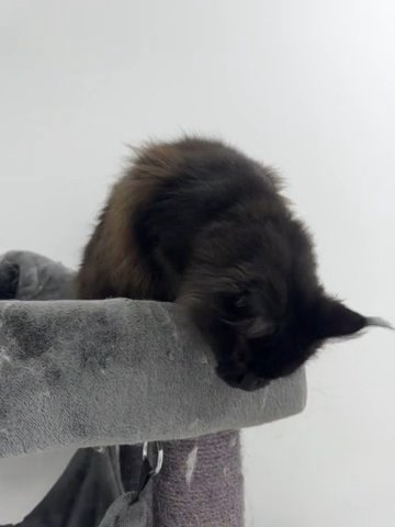 Maine Coon, Female N09 in Abu Dhabi