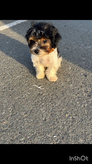 FULLY VACCINATED HAVANESE PUPPY WITH PASSPORT in Dubai