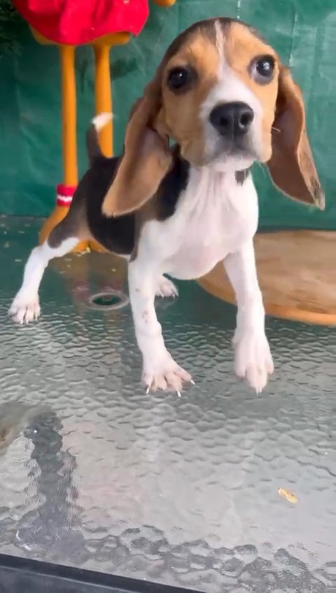 🥹 Beagle Male in Dubai