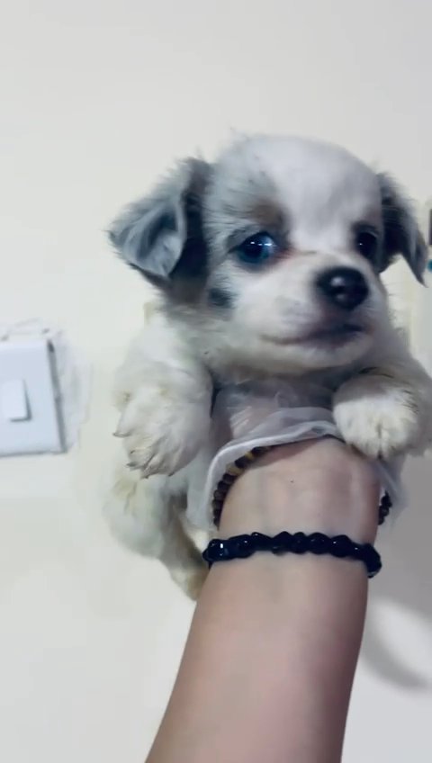 SUPER 🤩 MERLY CHIHUAHUA LONG HAIR TOY SIZED GIRL in Dubai