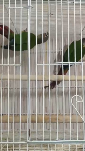 green cheek pair with DNA in Sharjah