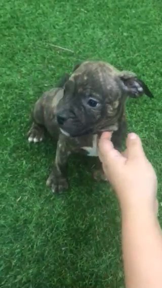 American bully puppy for sale in Sharjah