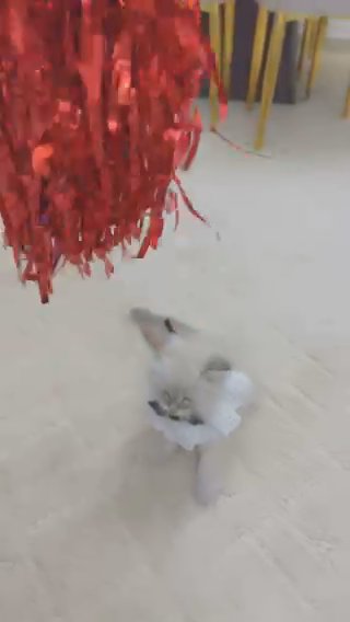 Ragdoll Kitten in Sharjah
