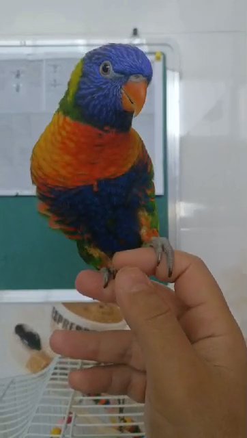 Lorikeet parrot in Abu Dhabi