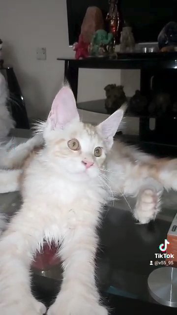 Mainecoon Polydactyl male in Sharjah