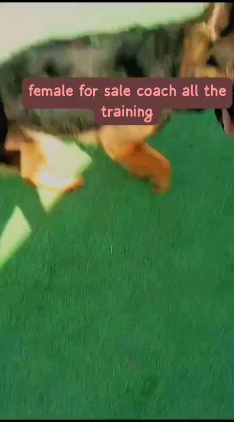 GSD female by color full training in Ajman