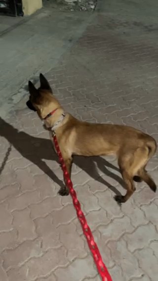 كلب مالينوا للبيع Belgian Malino For Sale in Abu Dhabi