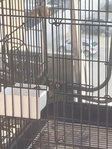 Cage used in good condition in Dubai