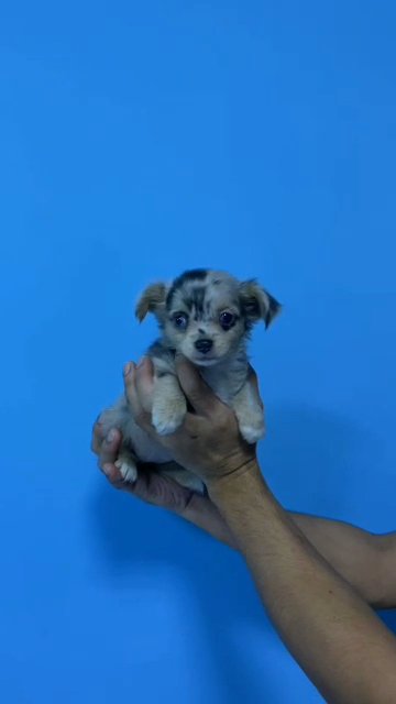 SOLD - 🤩MINI TOY SIZED MERLY COLOR CHIHUAHUA BABY GIRL in Dubai