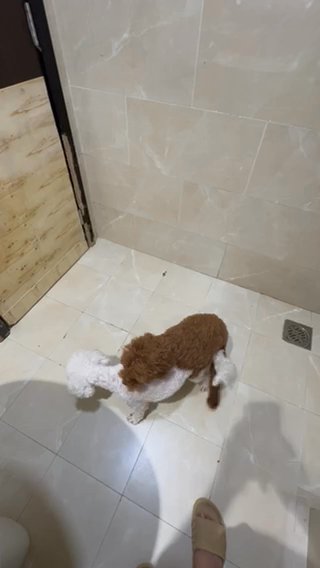 Red Toy Poodle For Mating in Dubai