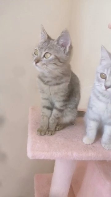 Cute Scottish Tabby kittens in Al Ain