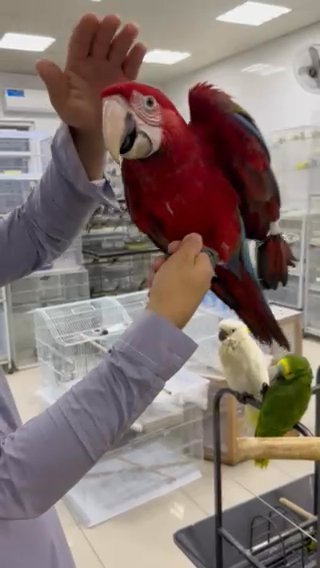Green Wing Macaw in Dubai