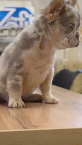 New Shade Isabelle Merle Fluffy French Bulldog in Dubai