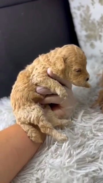 "All Reserved" 🥰 Mini Poodle Male and Female in Dubai