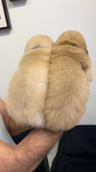 Male And Female Golden Retriever Puppies in Dubai